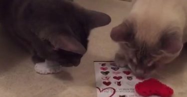 These Cats Are Blind, But Watch Them Playing And Enjoying Life. Life Is Precious!