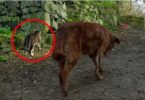 This Stray Kitty Helping Her Blind Dog Friend. This Will Melt Your Heart !