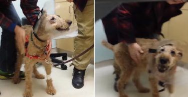 Dog Seeing His Family For The First Time After Surgery