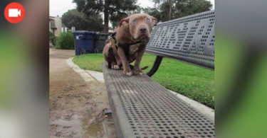 blind dog sitting on bench in park