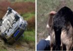 Woman Had Terrible Car Accident, Then Stray Dog Appeared From Nowhere And Rescued Her !