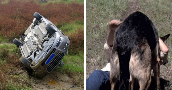 Woman Had Terrible Car Accident, Then Stray Dog Appeared From Nowhere And Rescued Her !