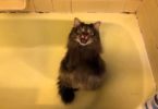 cat asking for bath