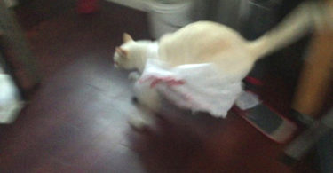 Cat Trying To Get In The Bag, But When She Finally Succeed, She Immediately Regrets It. I Burst Into Laughter!