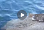 Cat Was Patiently Watching In The Water And Then.... WoW, I Was NOT Expecting That !