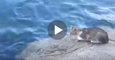 Cat Was Patiently Watching In The Water And Then.... WoW, I Was NOT Expecting That !