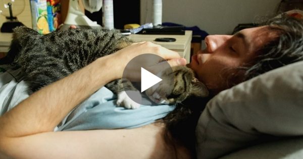 cat cuddling and huging human