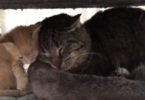Feral Cat Has Never Shown Love To Anyone, But Then Everything Changed When These Orphaned Kittens Showed Up ....