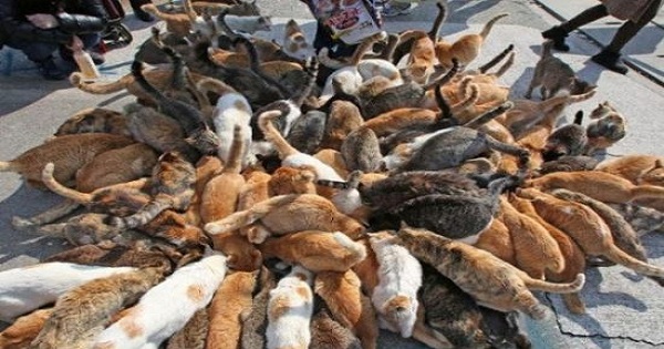 This Special Cat Island Is Heaven On Earth!