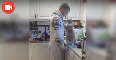 Cat Daddy And His Cat Have The Cutest Daily Routine EVER ! Look What She Does When Her Human Is Going To Work !