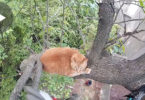 This Frightened Kitty Was Stuck On Tree For Long 3 Days... But Then This Man Risked His Life To...