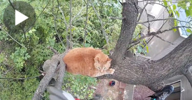 This Frightened Kitty Was Stuck On Tree For Long 3 Days... But Then This Man Risked His Life To...
