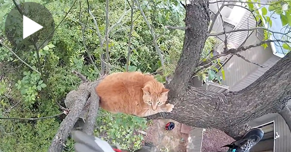 This Frightened Kitty Was Stuck On Tree For Long 3 Days... But Then This Man Risked His Life To...