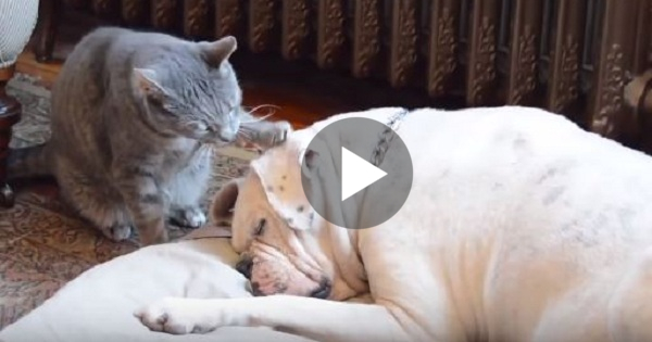 Cat Was Bored And Decided To Wake Up Her Sleepy Friend - Dog , But Watch Till The End... HAHAHA