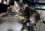 cat washing dishes