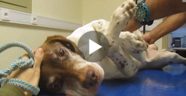 They Found This Dog Chained To Tree In The Middle Of The Night !