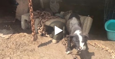 Chained Puppy Was Crying For Help, Then Finally Someone Noticed Her...