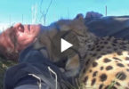 He Fall Asleep On The Ground, Then Few Moments Later Cheetah Was Next To Him ...