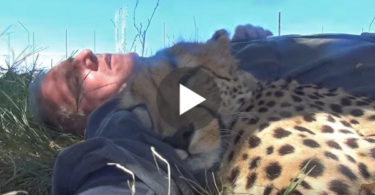 He Fall Asleep On The Ground, Then Few Moments Later Cheetah Was Next To Him ...
