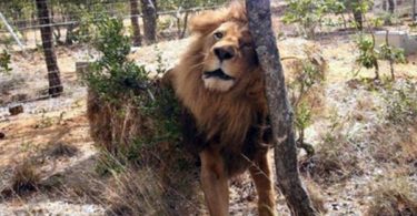 33 Abused Circus Lions