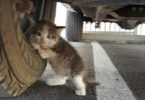 clinging kitten