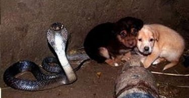 cobra and puppies