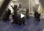 These Rescued Kittens Go Crazy ! They Are The Original Popcorn Kittens !