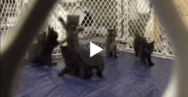These Rescued Kittens Go Crazy ! They Are The Original Popcorn Kittens !