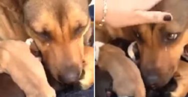 Broken-Heart Mom Dog Can`t Stop Crying When She Is Finally Reunited With Her Cute Puppies. This Was Touching Reunion...