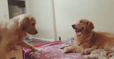 Dad Dog Asking Politely To See His Cute Babies