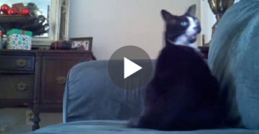 Mommy Woke Up Her Deaf Cat, But Wait To See The Kitty`s Reaction. So Confusing !