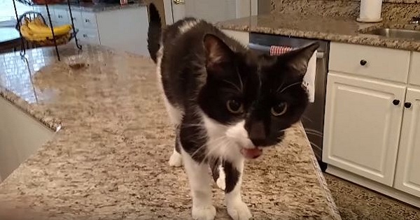 This Kitty Has The Deepest Meow Ever! I Couldn`t Believed My Ears!