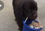 Dog Is Carrying His Puppy Friend In Bucket All Around The Home ! I Burst Into Laughter !