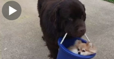 Dog Is Carrying His Puppy Friend In Bucket All Around The Home ! I Burst Into Laughter !