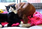 Paralyzed Cat Has a Special Bond With Abandoned Puppy