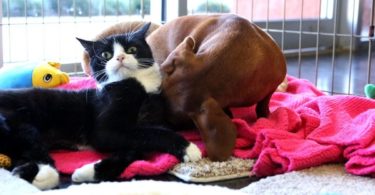 Paralyzed Cat Has a Special Bond With Abandoned Puppy