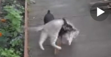 The Cat Was Refusing To Go Home, But Then The Dog Decided To Take Care Of The Situation. HILARIOUS!