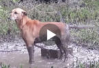 This Dog Was Rescued In Last Moment After They Found Him Chained To Concrete Block ...