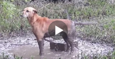 This Dog Was Rescued In Last Moment After They Found Him Chained To Concrete Block ...