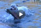 The Fishing Skills Of This Dog Are Simply Unbelievable! Just See The Size Of The Fish He Caught !