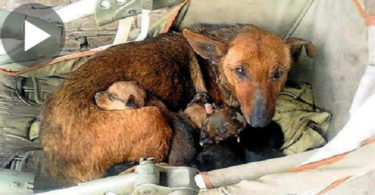 Stray Dog Found Abandoned Human Baby And Then She Adopted Him As Her Own Until Rescuers Find Him...