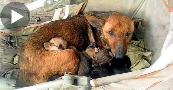 Stray Dog Found Abandoned Human Baby And Then She Adopted Him As Her Own Until Rescuers Find Him...