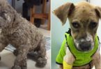 Kids Drowned This Poor Puppy In Glue Only For Fun... But, He Was Rescued In Last Moment and ...