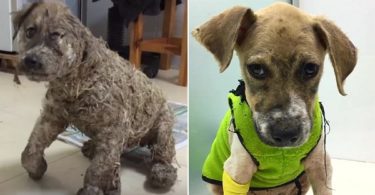 Kids Drowned This Poor Puppy In Glue Only For Fun... But, He Was Rescued In Last Moment and ...