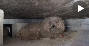 After His Owner Passed Away This Dog Was Left Alone ... But, After One Year They Found Him Hiding Under Shed And Then ...