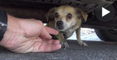 Frightened Puppy Ran Away After Car Accident And Was Hiding Under This Car For 4 Days... But, When He Saw His Owner He ....