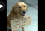 Dog Holding This Sign While Waiting For His Owner To Return Back From Store. When You See Why He Is Doing This ...