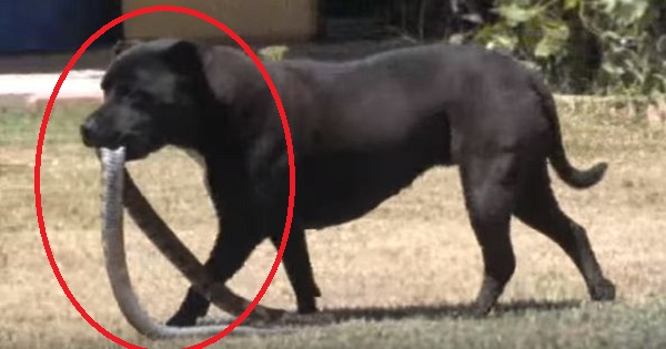 Hero Dog Saves Kids From Deadly Snake!