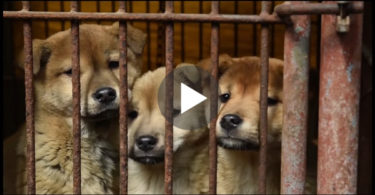 57 Dogs Rescued From Meat Farm, But Watch Them Now Playing For The Very First Time