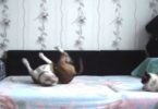 Owner Does NOT Allow This Dog On The Bed, But Watch When He Leave The Dog Alone And Set Up A Hidden Camera ... Hilarious !
